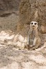 Lonely meerkat sitting in sand