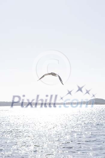 Flying seagull over the sea