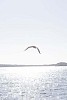 Flying seagull over the sea