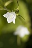 Close-up of a White Bluebell on blurred green background
