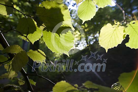 Sunlight playing on green summer leaves