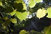 Sunlight playing on green summer leaves