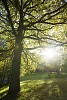 Tree in backlight