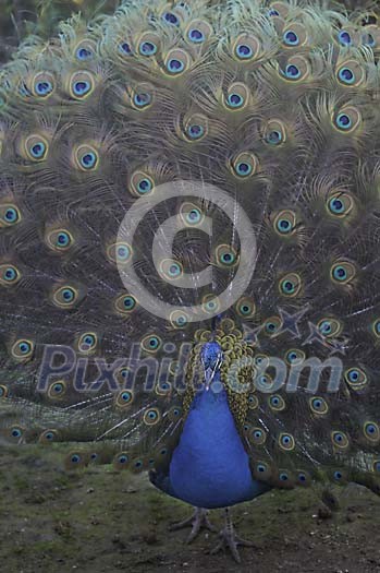 Peacock showing his tail feathers