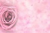 Background of a pink rose with hearts