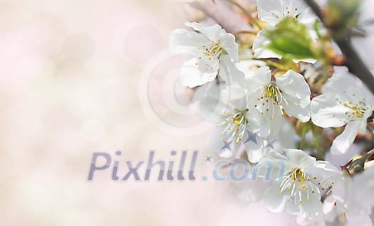 Apple blossom on a apple tree with pink bokeh background