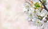 Apple blossom on a apple tree with pink bokeh background