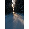 Wintery forest road