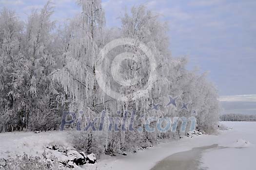 Snowy trees by the frozen water