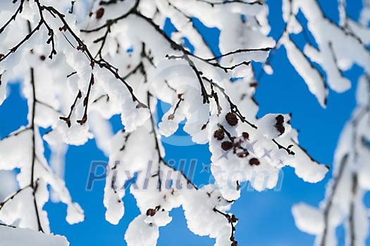 Snow covering tree branches