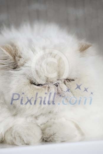 Tired white furry cat Tired white furry cat