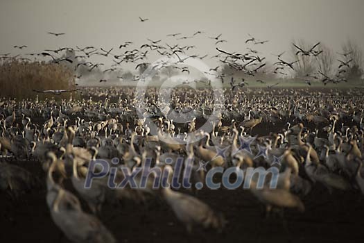 Lots of common cranes together Lots of common cranes together