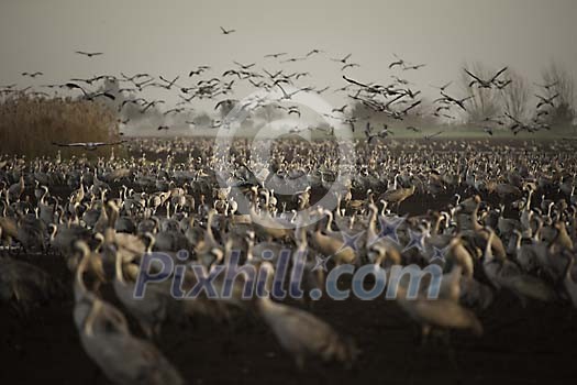 Lots of common cranes together