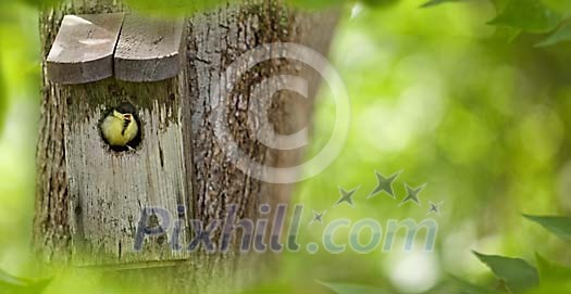 Young bird calling out for food