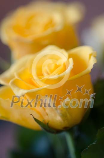 Two yellow roses close up