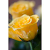 Two yellow roses close up