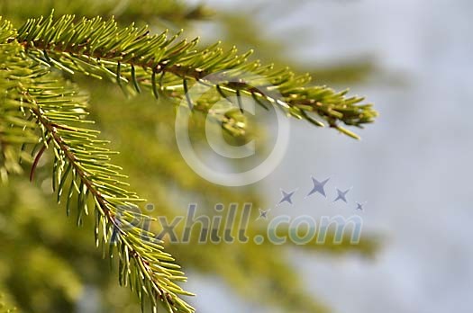 Sunlight on the fir branch
