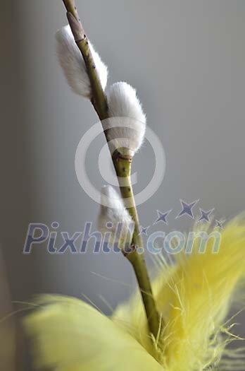 Decorated willow branch