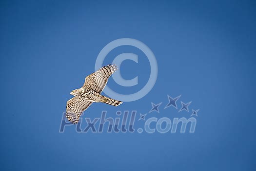 Flying northern goshawk Flying northern goshawk