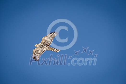 Flying northern goshawk