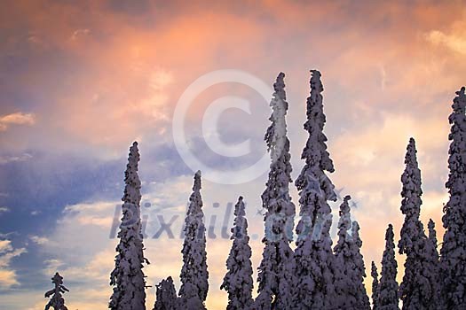 Winter sky over the snowy trees