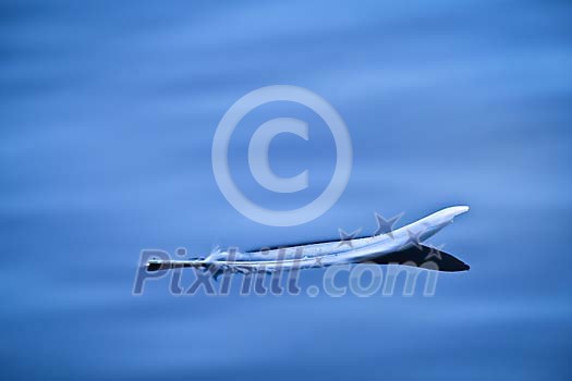 Feather floating on the water