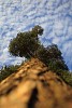 Sky above a pine tree