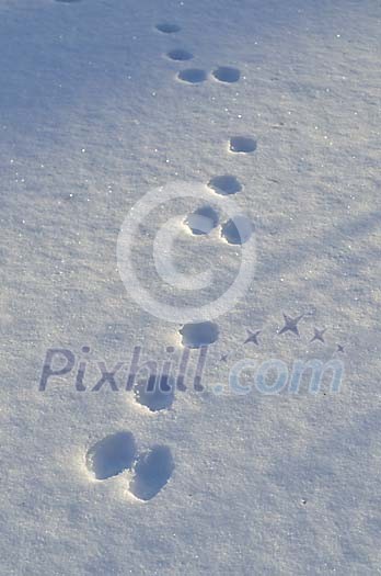 Hares footprints in the snow