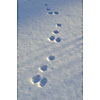 Hares footprints in the snow