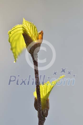 Fresh green leaves on the branch