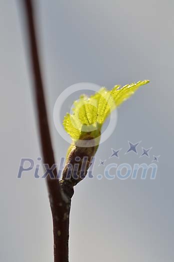 New green leaf on the branch New green leaf on the branch
