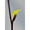 New green leaf on the branch
