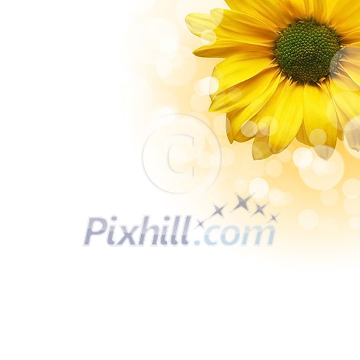 picture of color flowers against white background