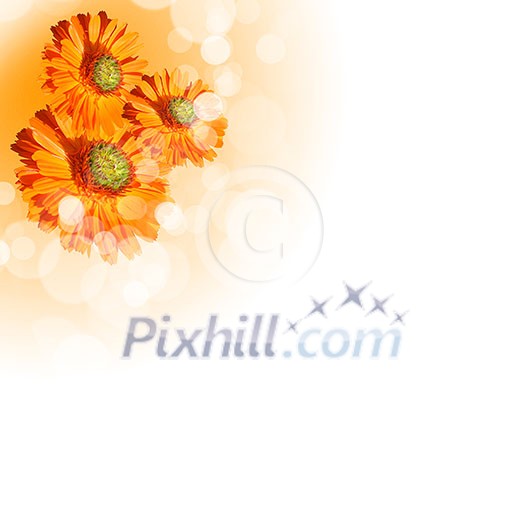 picture of color flowers against white background