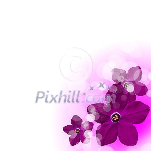 picture of color flowers against white background