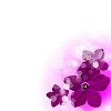 picture of color flowers against white background