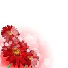 picture of color flowers against white background