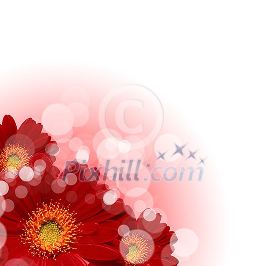 picture of color flowers against white background