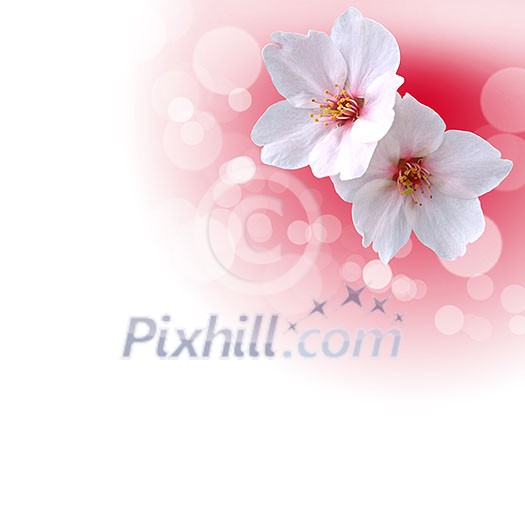 picture of color flowers against white background