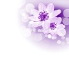 picture of color flowers against white background