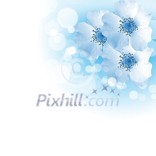 picture of color flowers against white background