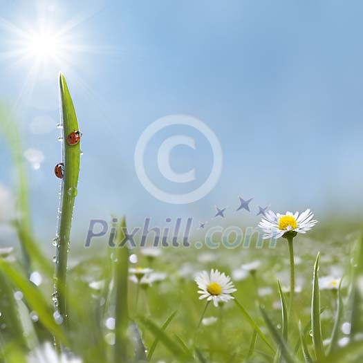 Digital composite of a ladybird climbing a dew covered grass blade in morning light.