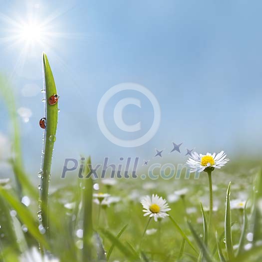 Digital composite of a ladybird climbing a dew covered grass blade in morning light. Digital composite of a ladybird climbing a dew covered grass blade in morning light.