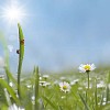 Digital composite of a ladybird climbing a dew covered grass blade in morning light.