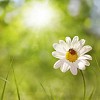 Digital composite of a ladybird sitting on a daisy in summer sunlight.