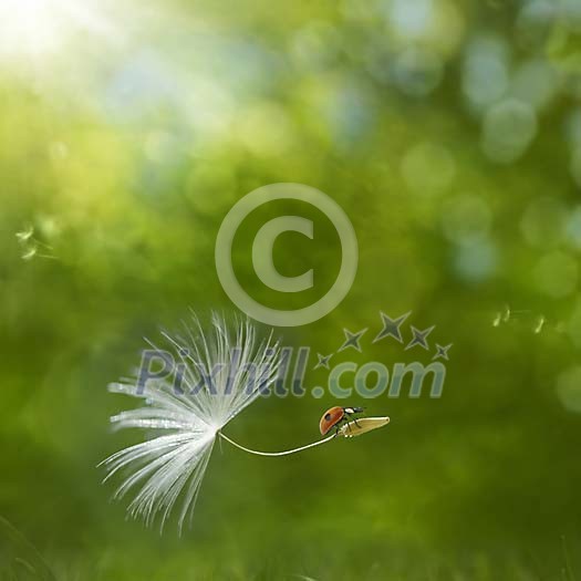Digital composite of a ladybird riding on a dandelion seed