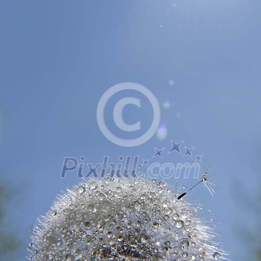 Dandelion in the morning sun covered with dew