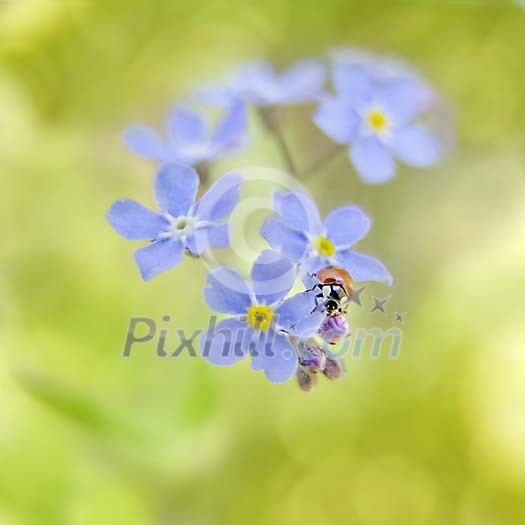 Forgetmenot with a Ladybird in shallow focus