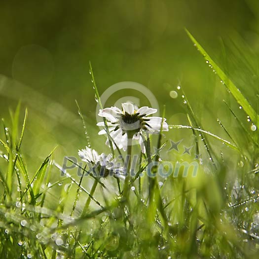 Two daisy's in shallow focus after a light shower 