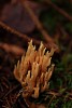 Mushroom in the autumn forest